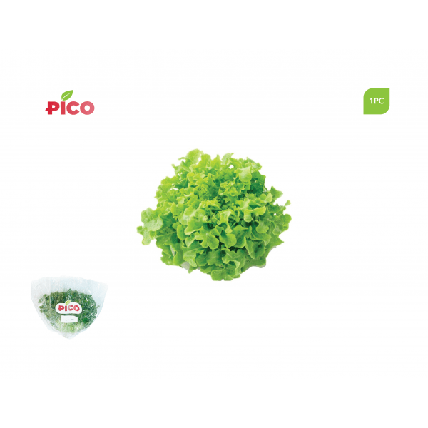 Green Oakleaf Lettuce – 1pc